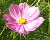 Cosmos