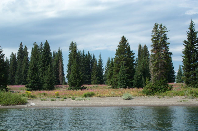 Stevenson