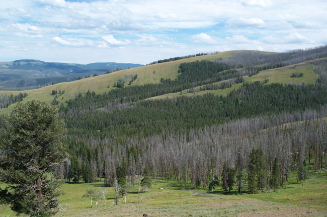Vista