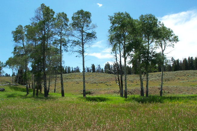 Vista