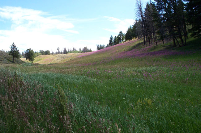 Vista