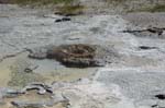 Geyser