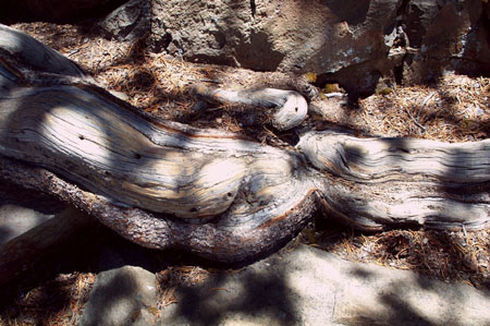 Tree 3