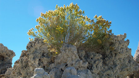 Mono Lake South - Tufa 0