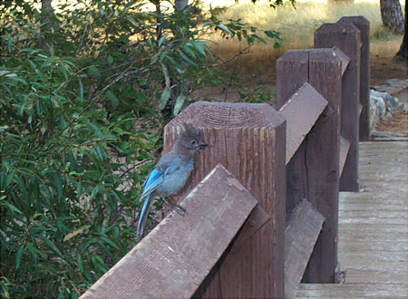 Blue Jay 2
