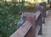 Blue Jay 2