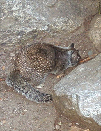 Squirrel