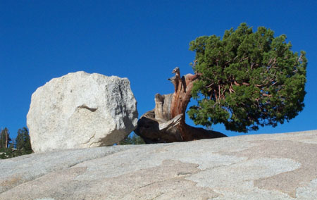 Tree 1