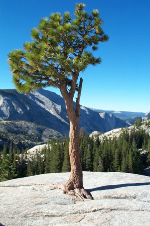Tree 2