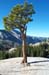 Tree 2